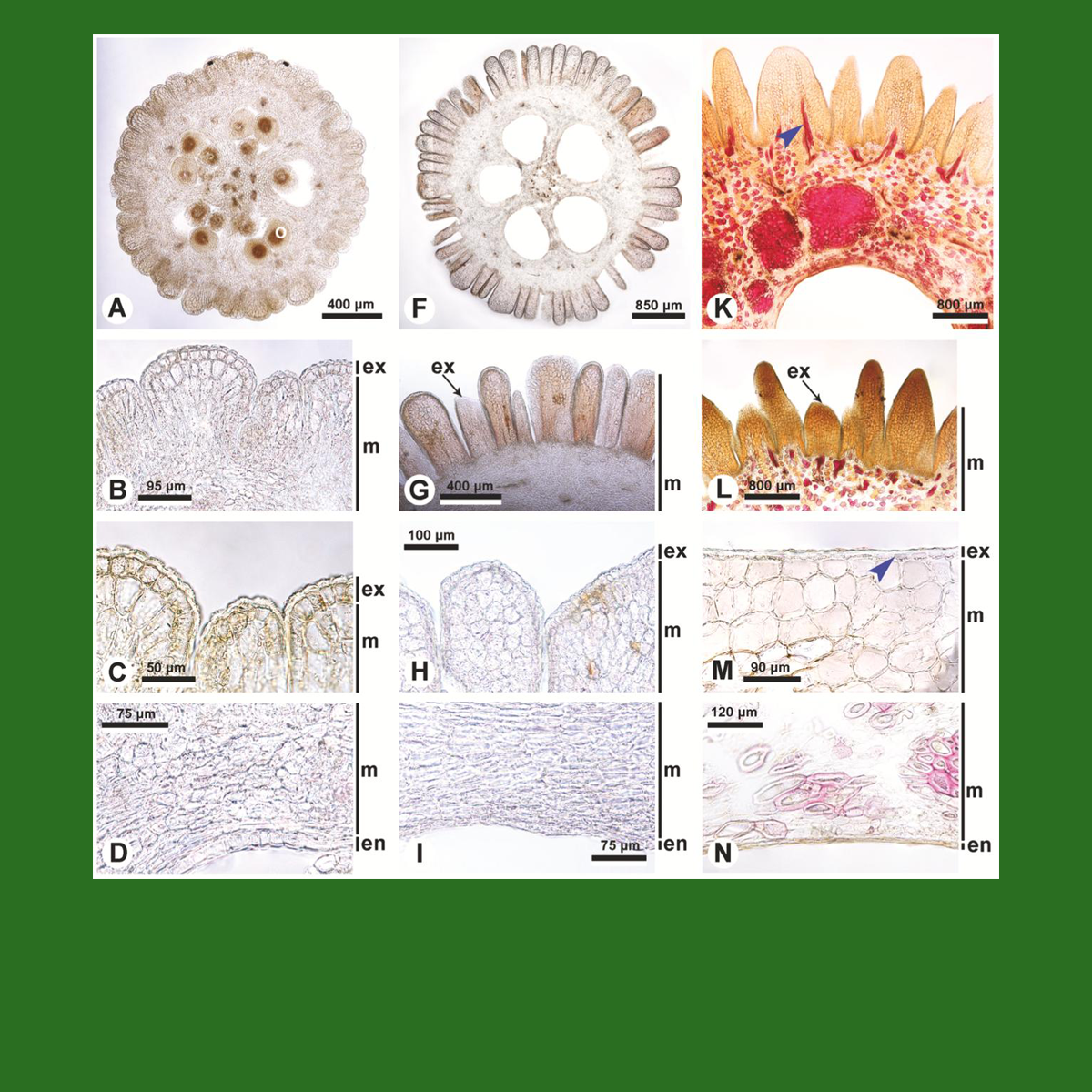 ​Публикация в “Botanical Journal of the Linnean Society”